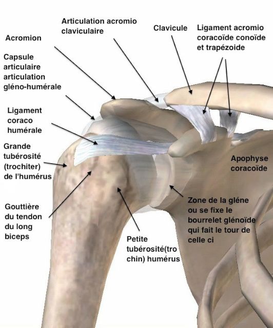 Articulations de l'épaule, vue antérieure 