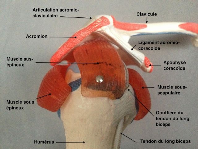 Vue d'ensemble de l'insertion des tendons de la coiffe