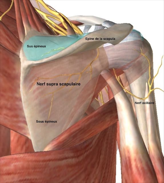 position du nerf supra-scapulaire