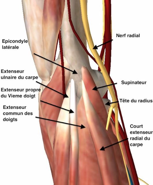 Anatomie des muscles s'insérant sur l'épicondyle